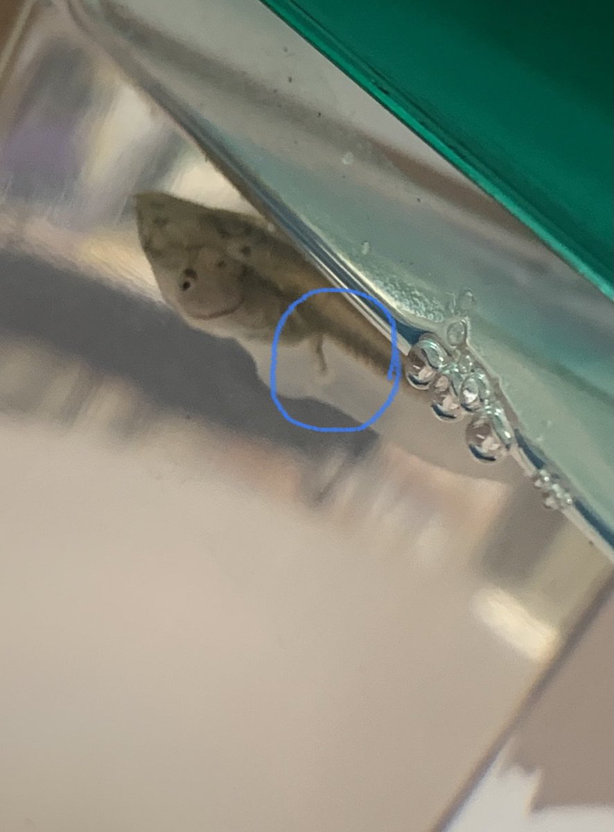 Today we noticed little frog legs starting to form 🐸 #WeAreBrookside <a href="/antoniojpepe/">Antonio J. Pepe</a>