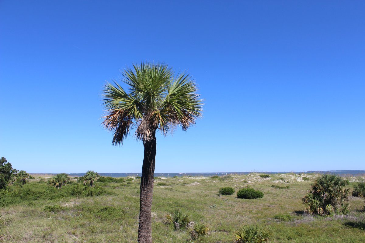 New week, fresh perspective! Here's wishing you a great week that's as awesome as the views from our amphitheater! 😎🌴 
.
.
#tybeemarinesciencecenter #tybeeisland #visittybee