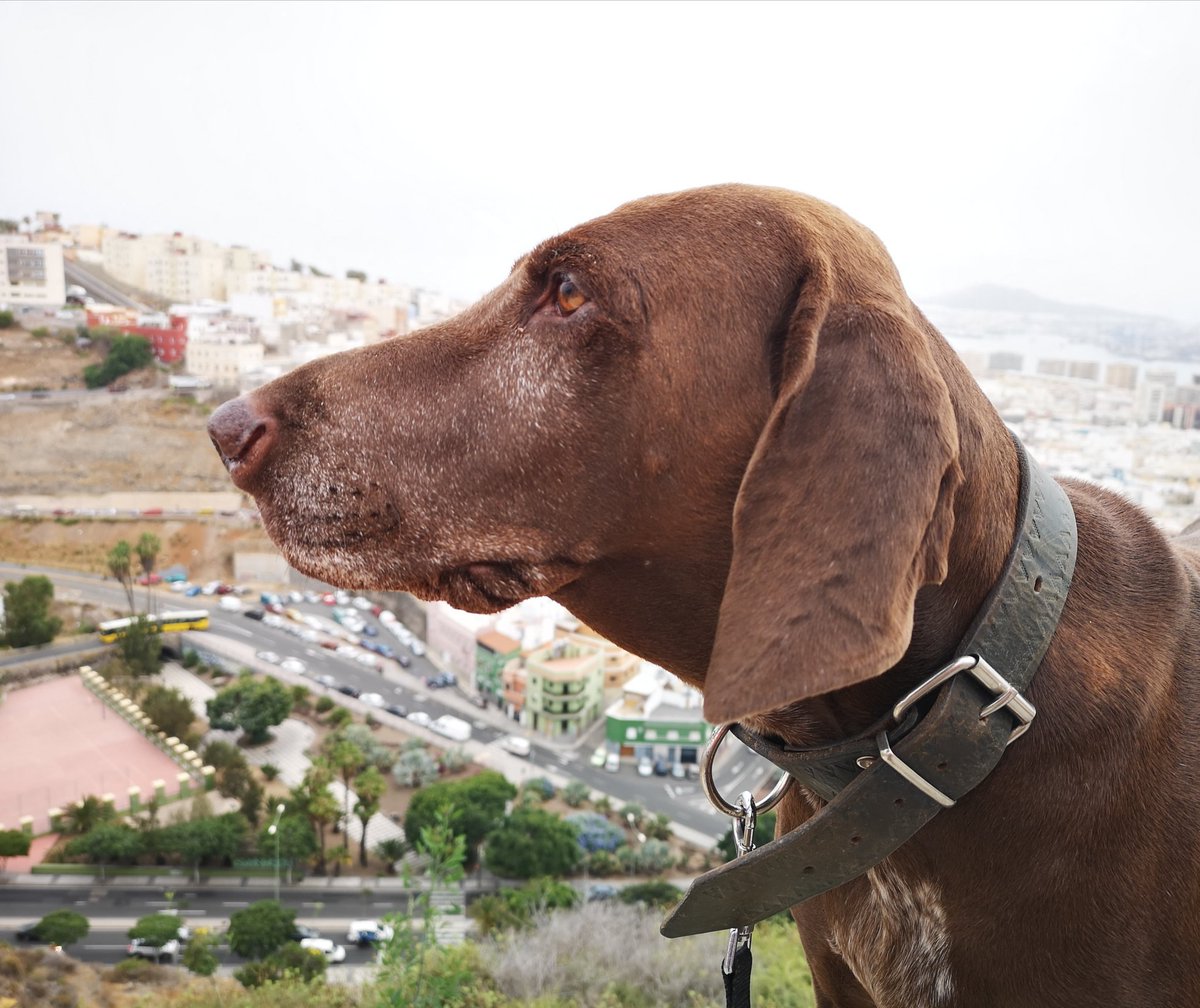 minaortizguzman's tweet photo. #DiaMundialDeLosAnimales ¡Qué nuestro paso por la vida, no sea dañar otra vida! https://t.co/f7h3J3BBez