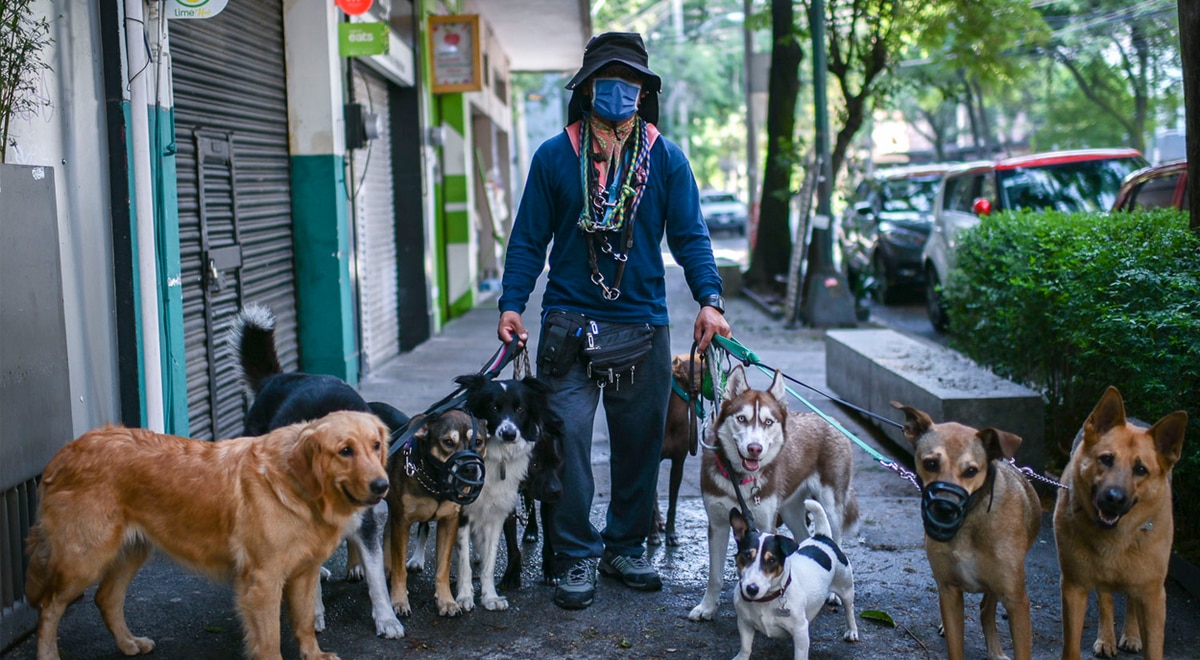 ¿Por qué Alemania no tiene perros abandonados en las calles? dlvr.it/S8vHJG #Mundo