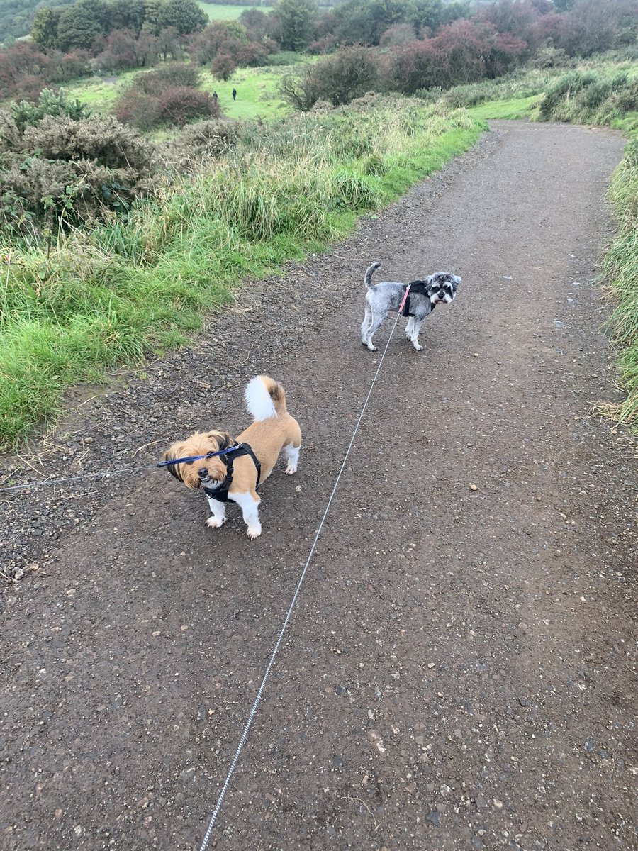 DiggityWalkers's tweet photo. Our furry CEPs (Chief Executive Paw-fficers). Wanna join these two fluffers on an adventure? Or know some puppers that need some buddies while their hoomans are at work? RT, DM, follow us! #Belfast #dogs #walkies https://t.co/FQ1q4p0TLf