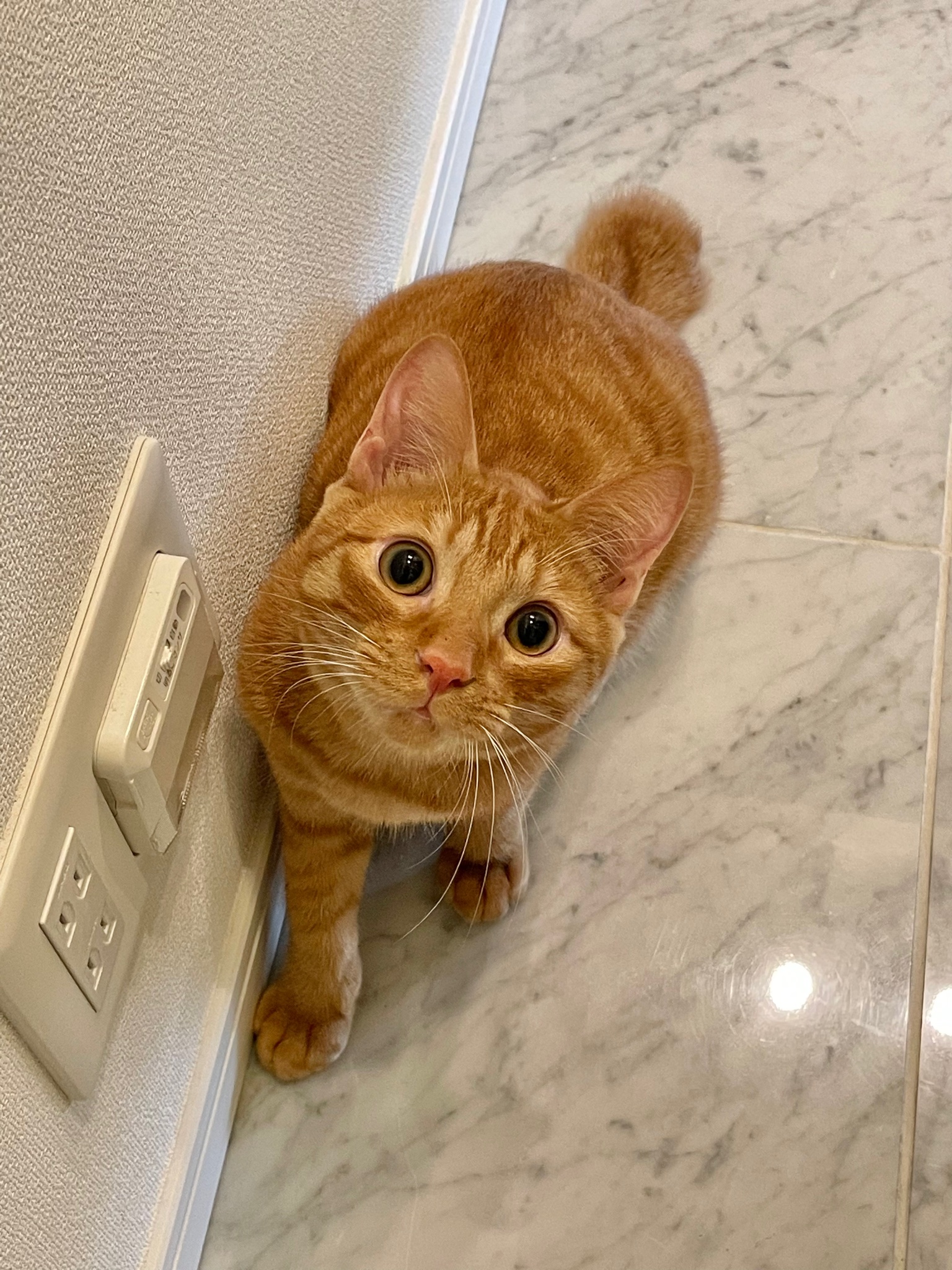 松丸 亮吾 猫語翻訳アプリつかったら思ってたより愛が重めだった