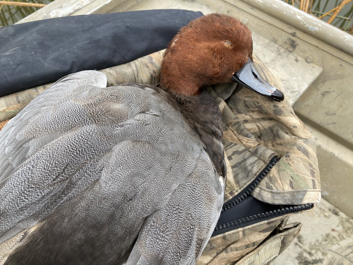 OutdoorBailey's tweet photo. Is there a prettier duck than a full plume redhead drake? #waterfowling #Ducks #hunting https://t.co/Ys34uLNYbk