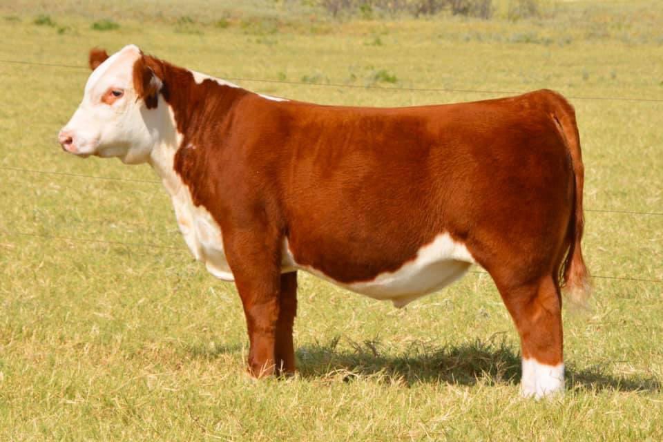 Oct 10th Bar A Cattle 
SC Online Sales 
This group of cattle is one of the most exciting sets to date. There is something to fit any program or operation. 
 Don’t hesitate to ask questions the entire team would be happy to help. <a href="/TylerAllan5/">Tyler McCray Allan</a> <a href="/MasonAllan4/">Mason Allan</a>
