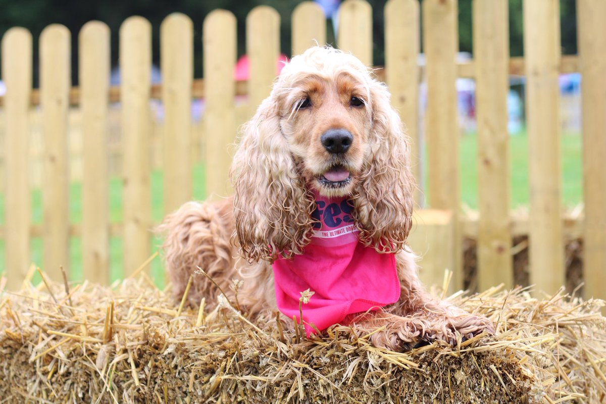 maddieandfamily's tweet photo. When you smell tea and hear it dishing up ๐๐
#WorldAnimalsDay #TeasReady #InstagramDown #DogFest https://t.co/qqbpI6JNXs