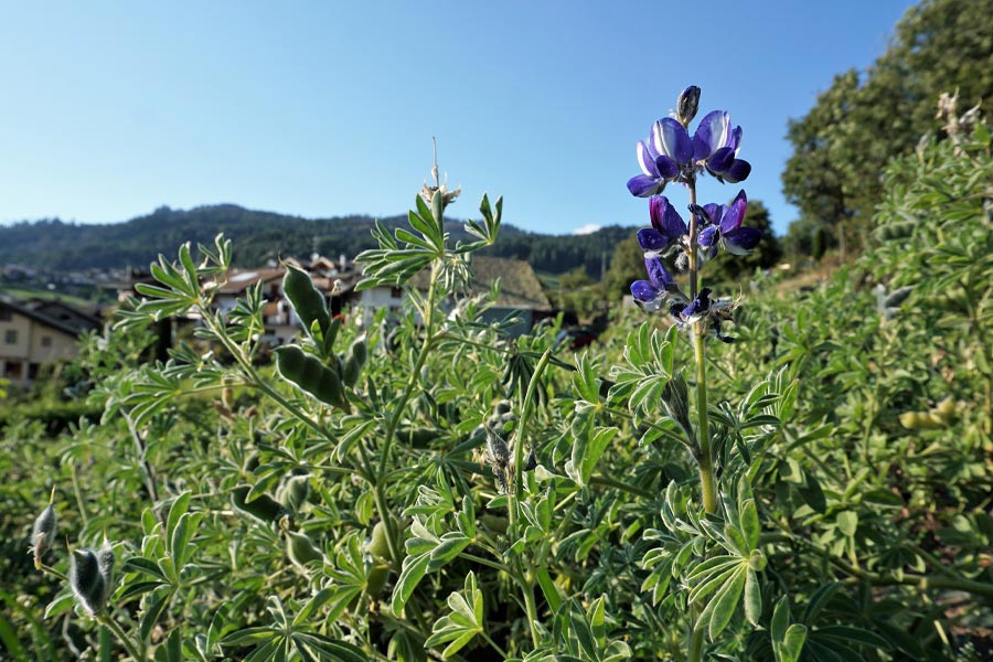 gruenestreiben.de (@gruenestreiben) on Twitter photo #Superfood #Lupine - eine Nutzpflanze für die Lebensmittelproduktion: #Bier, #Mehl #Kaffee ...
schokopuck.de/suesslupinen-l… #Superfood #Lupine - eine Nutzpflanze für die Lebensmittelproduktion: #Bier, #Mehl #Kaffee ...
schokopuck.de/suesslupinen-l…
