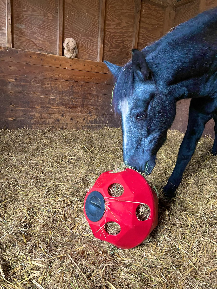 JoannaHolland80's tweet photo. Well he definitely knows what time I am back at the yard as AGAIN was close to the gate ♥️ saw me and came to call 👍🥰 no problem putting the headcollar on 💜 #DreamersJourney #Bodminmoorpony #unhandled #project #onemonth https://t.co/PeyHsKPfQL