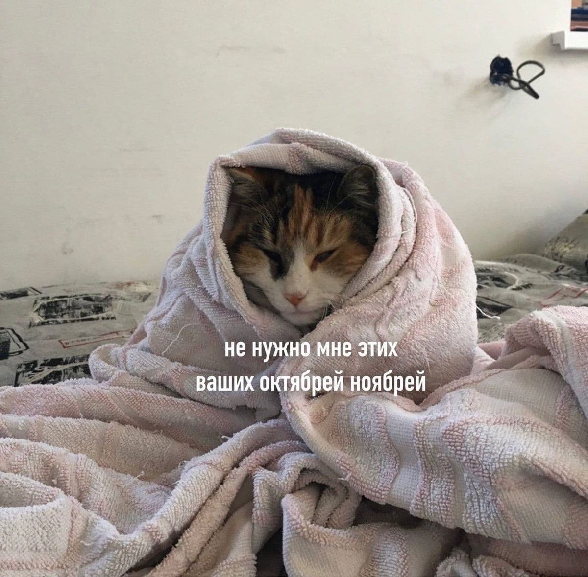как я понимаю тебя котичек