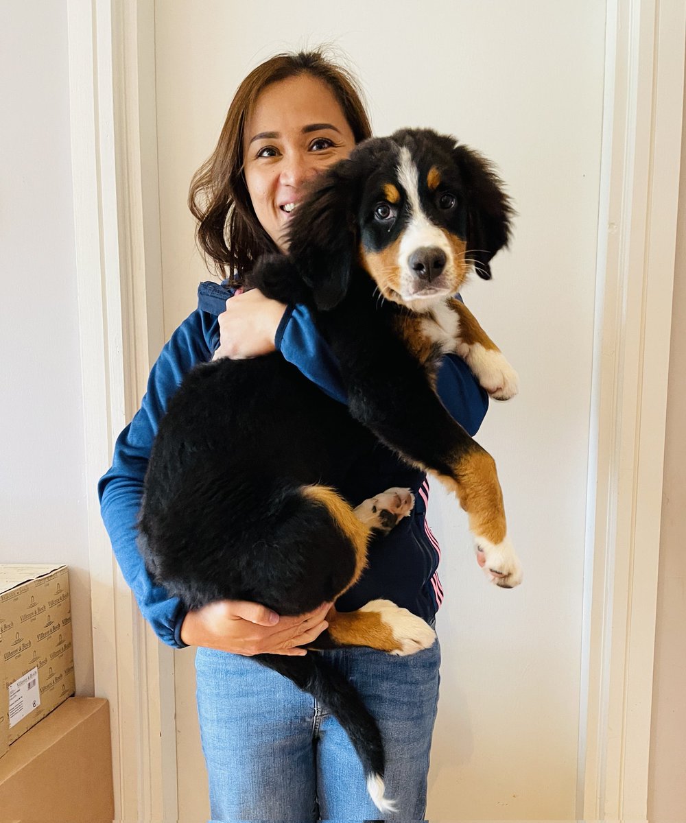 ButtonBernese's tweet image. I think I&apos;ve put on a little weight in the past month 😬 #bernesemountaindog #puppy