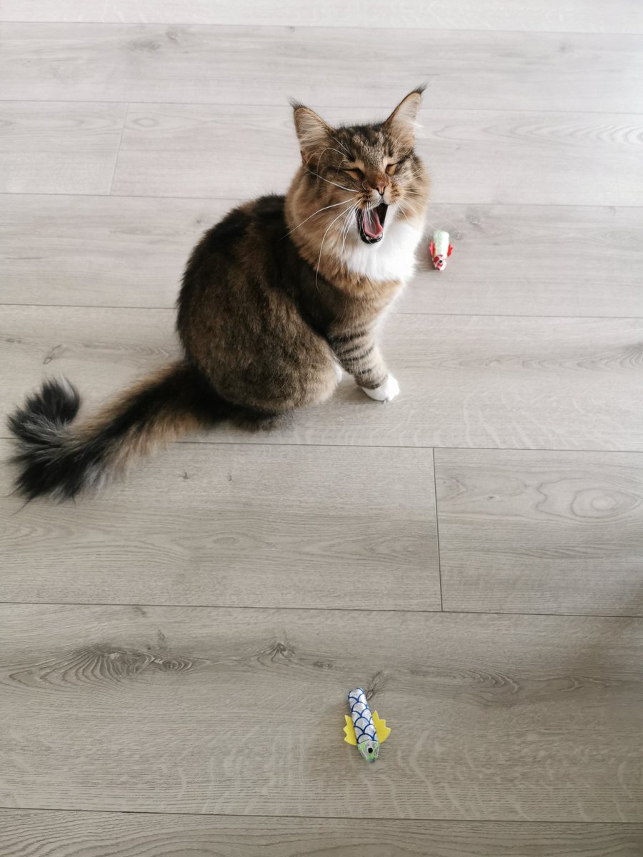 Ik kocht dierendag kadotjes, dit was de reactie...
#dierendag #noorseboskat