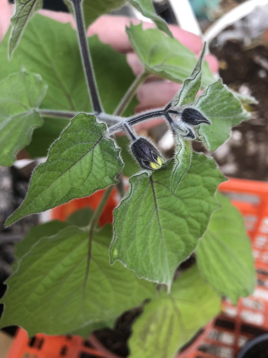 HortelanaLa's tweet photo. @devjuggler mira… tengo un bancal de “tardonas”…  

bueno, la physalis no está en el bancal… pero están al lado jijiji https://t.co/RXRcbarOAL