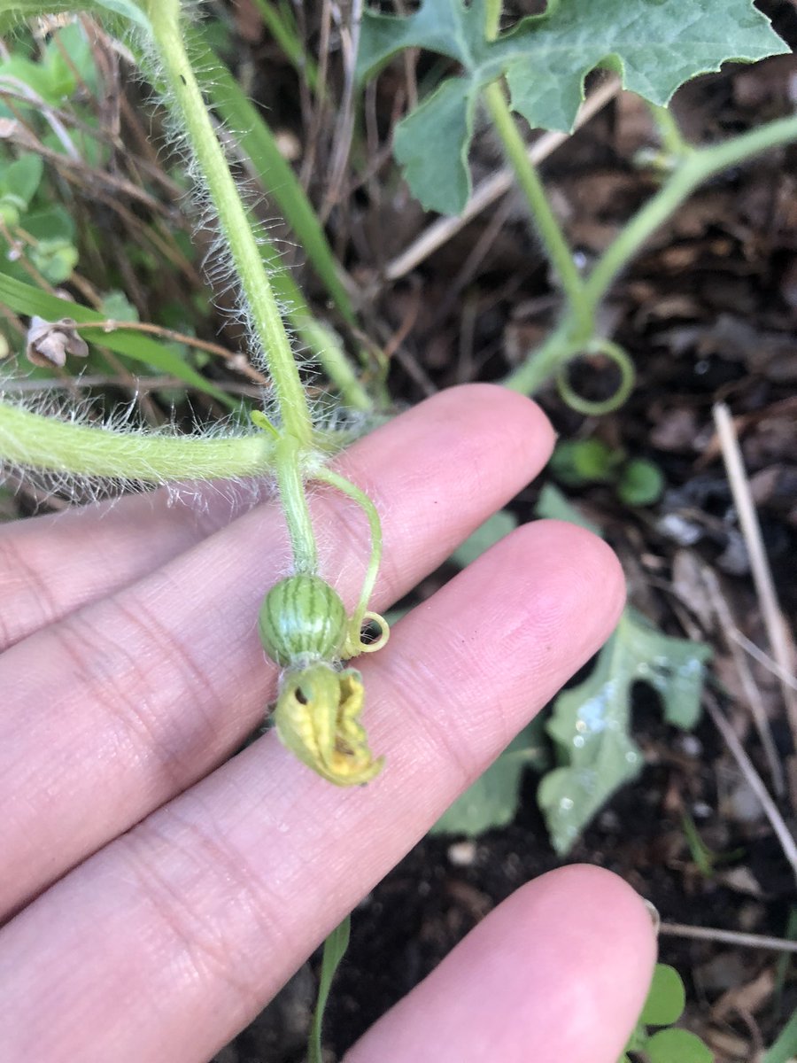 HortelanaLa's tweet photo. @devjuggler mira… tengo un bancal de “tardonas”…  

bueno, la physalis no está en el bancal… pero están al lado jijiji https://t.co/RXRcbarOAL