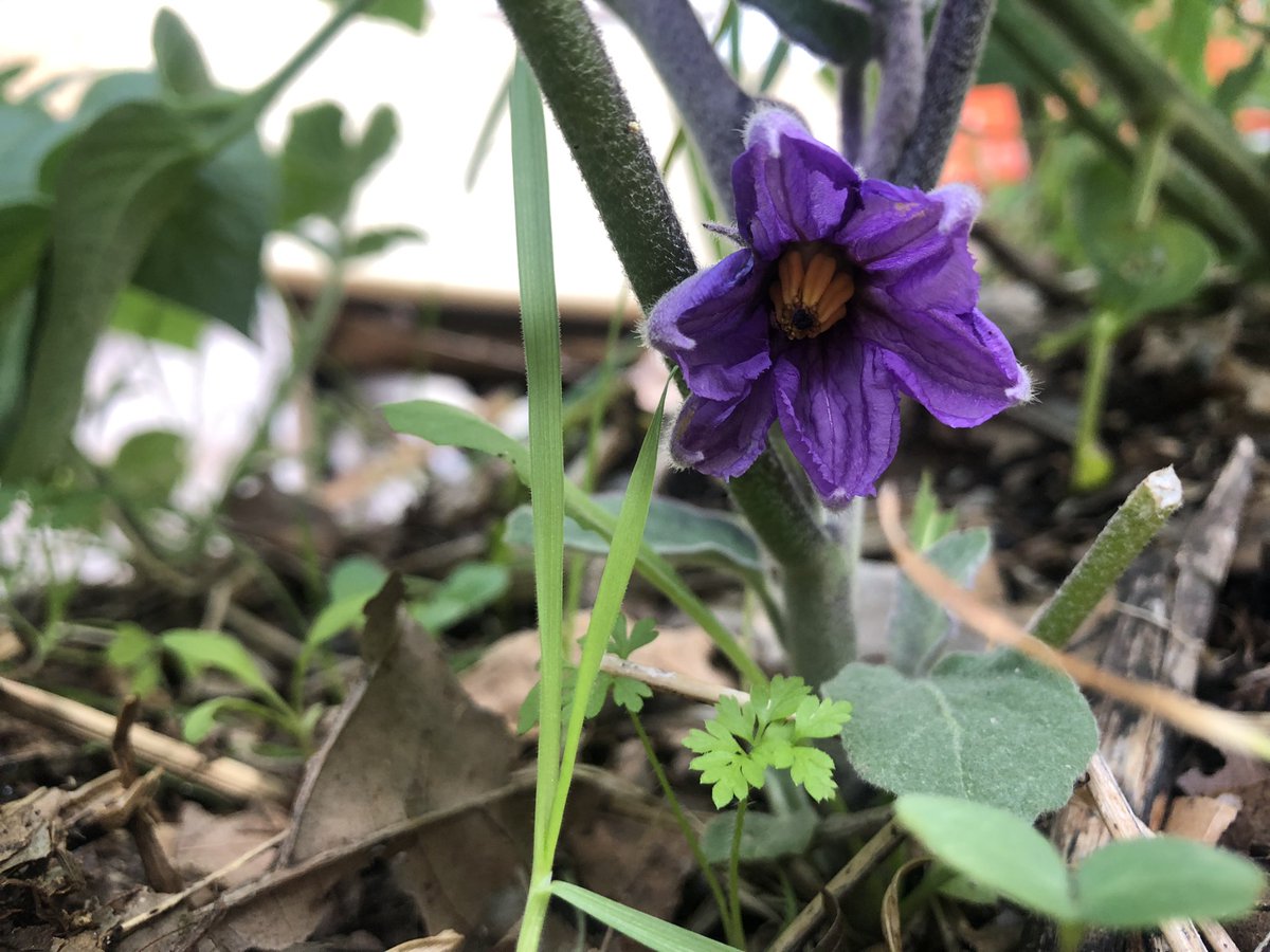 HortelanaLa's tweet photo. @devjuggler mira… tengo un bancal de “tardonas”…  

bueno, la physalis no está en el bancal… pero están al lado jijiji https://t.co/RXRcbarOAL