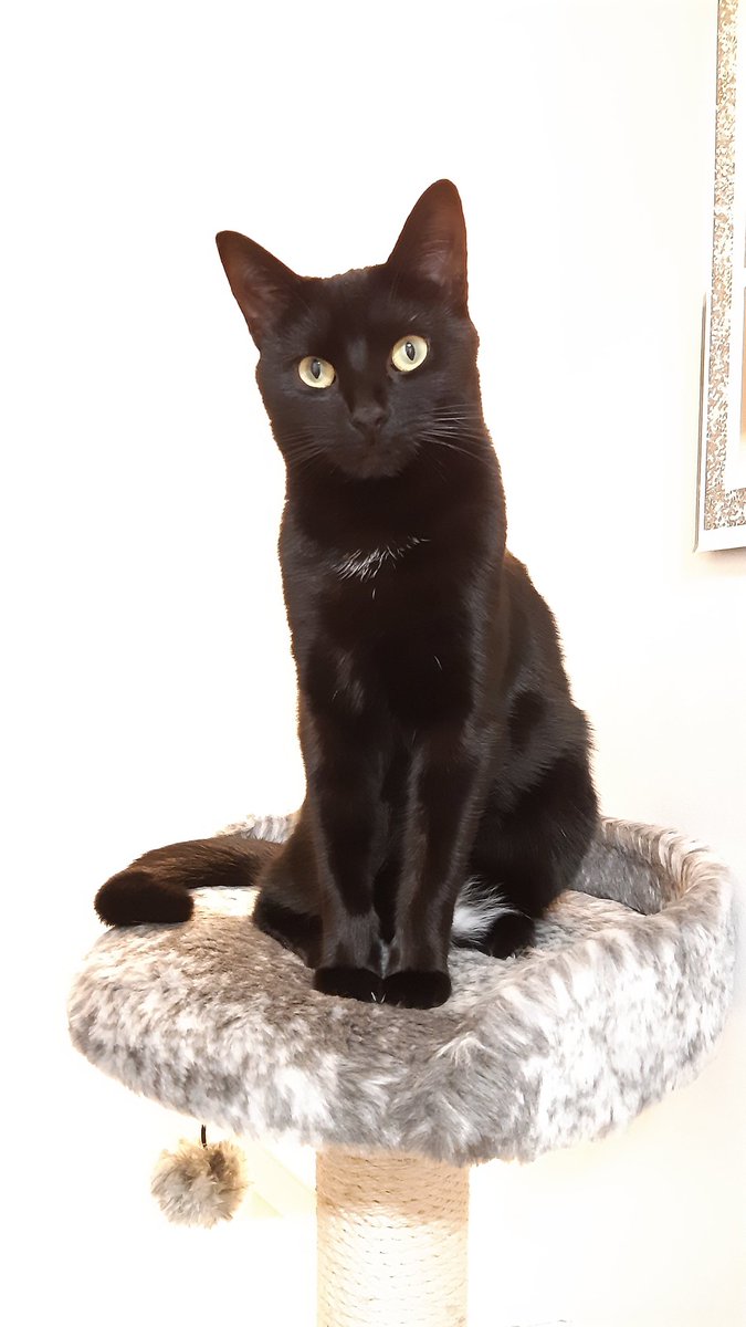 prescott884's tweet photo. @Battersea_ My 1 year old black beauty Minnie Moo 🖤🐈‍⬛🖤 https://t.co/eeuJ2JlScl