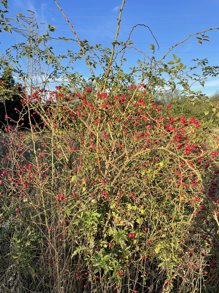 I’m in Rosehip heaven!!! 😍🥰😇