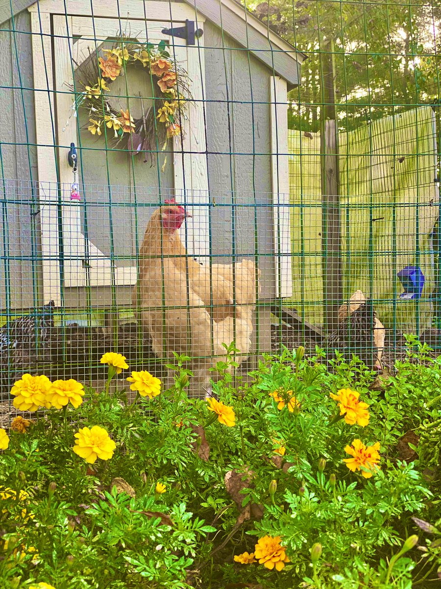 Bubbles is enjoying the day!  New Episode drops tonight at midnight!  Don’t miss all the fun!  Grab a coffee and a listen.  But.. don’t forget to hug your chicken! 🤗🐓❤️☕️