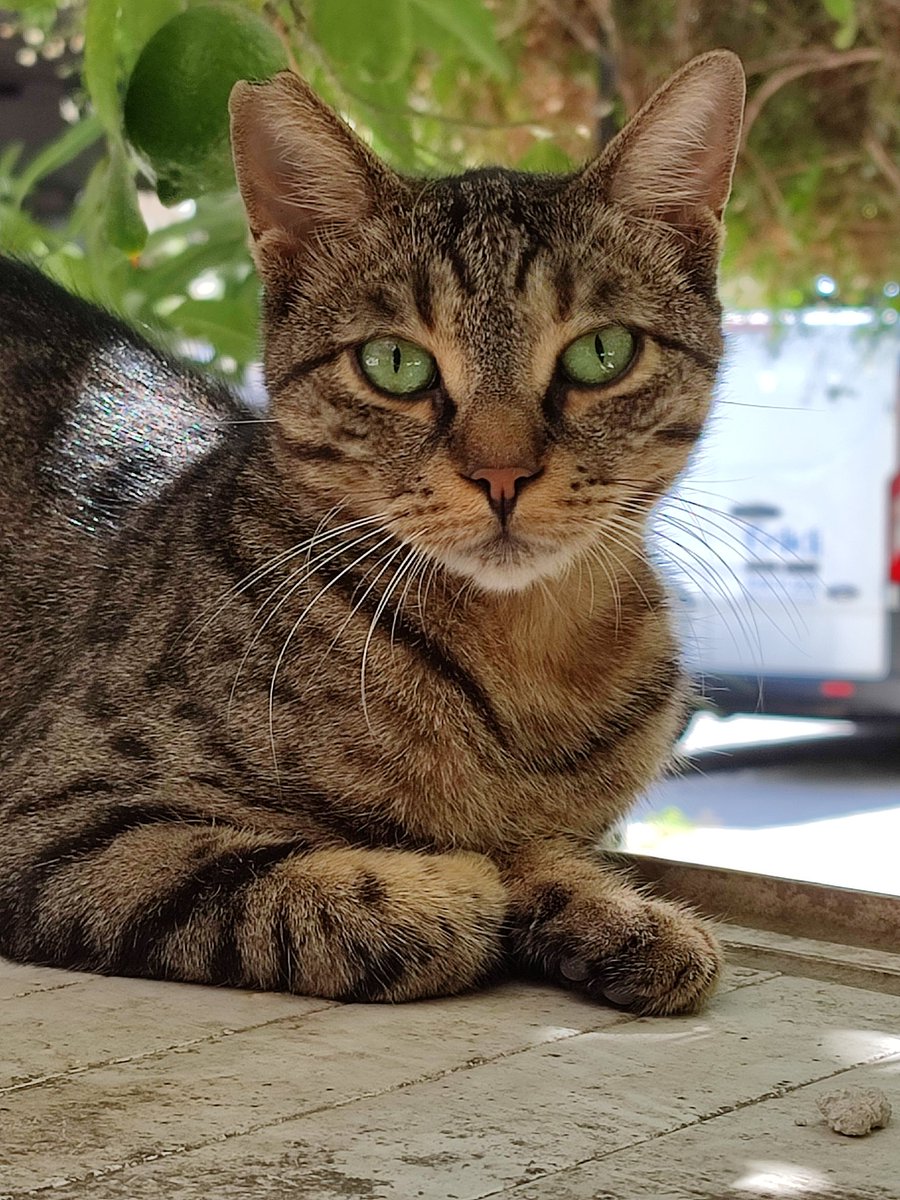 DlivePiKa's tweet photo. #4EkimHayvanlariKorumaGunu 😺 https://t.co/Sf3lPbOk1t