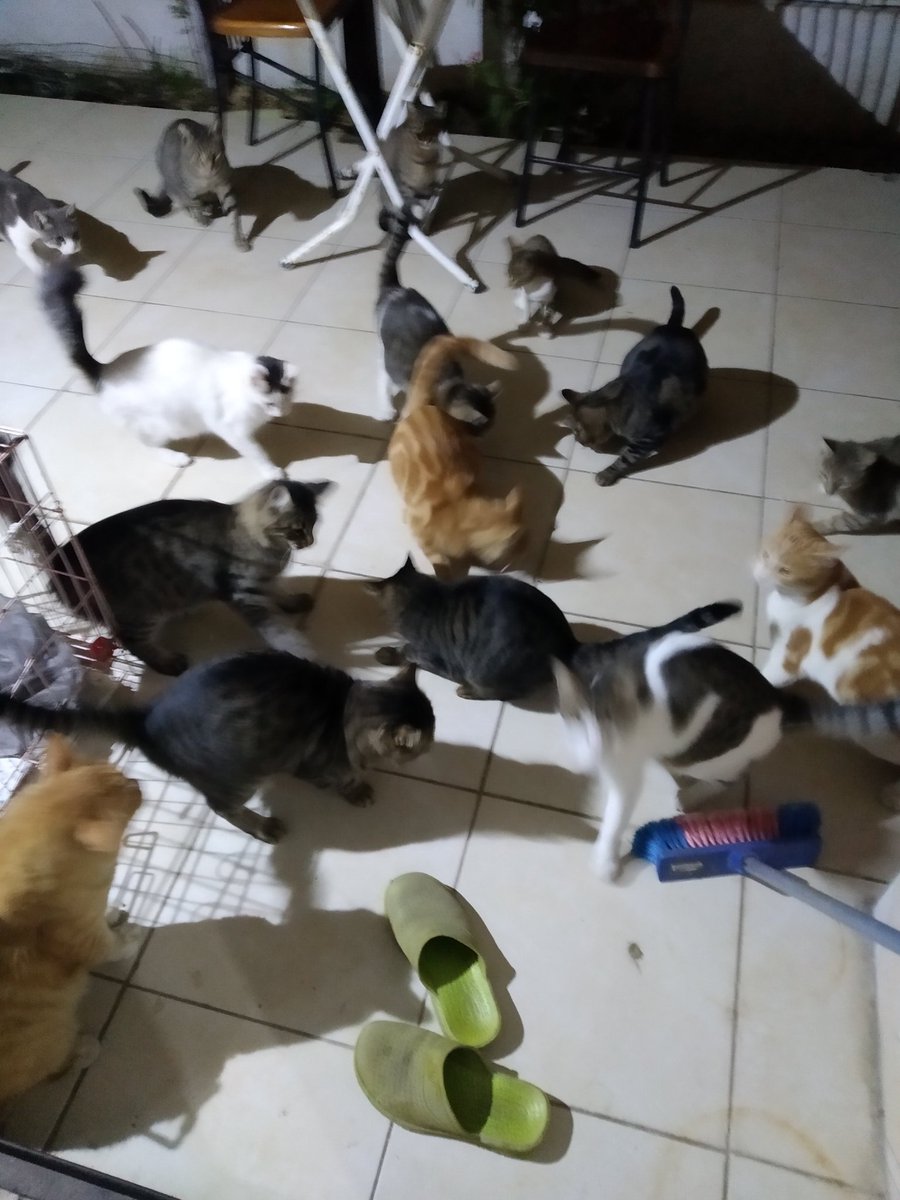 toprakana7440's tweet photo. Bu hallerine gerçekten çok üzülüyorum .ağustos ve Eylül ayı beni ciddi zorladı.buayda zorlayacak ve bu güruha hiç mama bağışı yok.😔
🐸🐍🐕🦺🦎🐦🐝🦟🐜🐞🦋🐛🐾🦀🕷️🍀
#WorldAnimalsDay https://t.co/Ypz5bJDxew