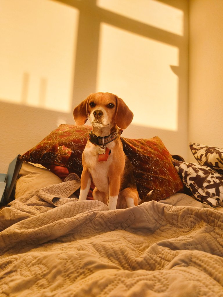 AIWS6's tweet image. Ragis of @beaglefreedom is obviously destined to watch sunset every evening  from now on 💛🐕
#CrueltyFree #AdoptDontShop #beagle #sunset
