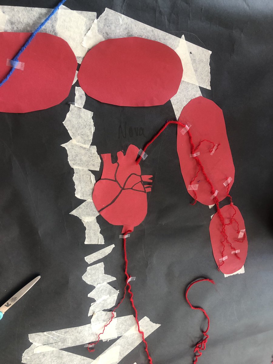 Mrs_H5th's tweet photo. Adding the circulatory system to our bodies this afternoon. Now we can transport oxygen and nutrients to our cells. #humanbodyunit #5thgrade https://t.co/reCdrQTfou