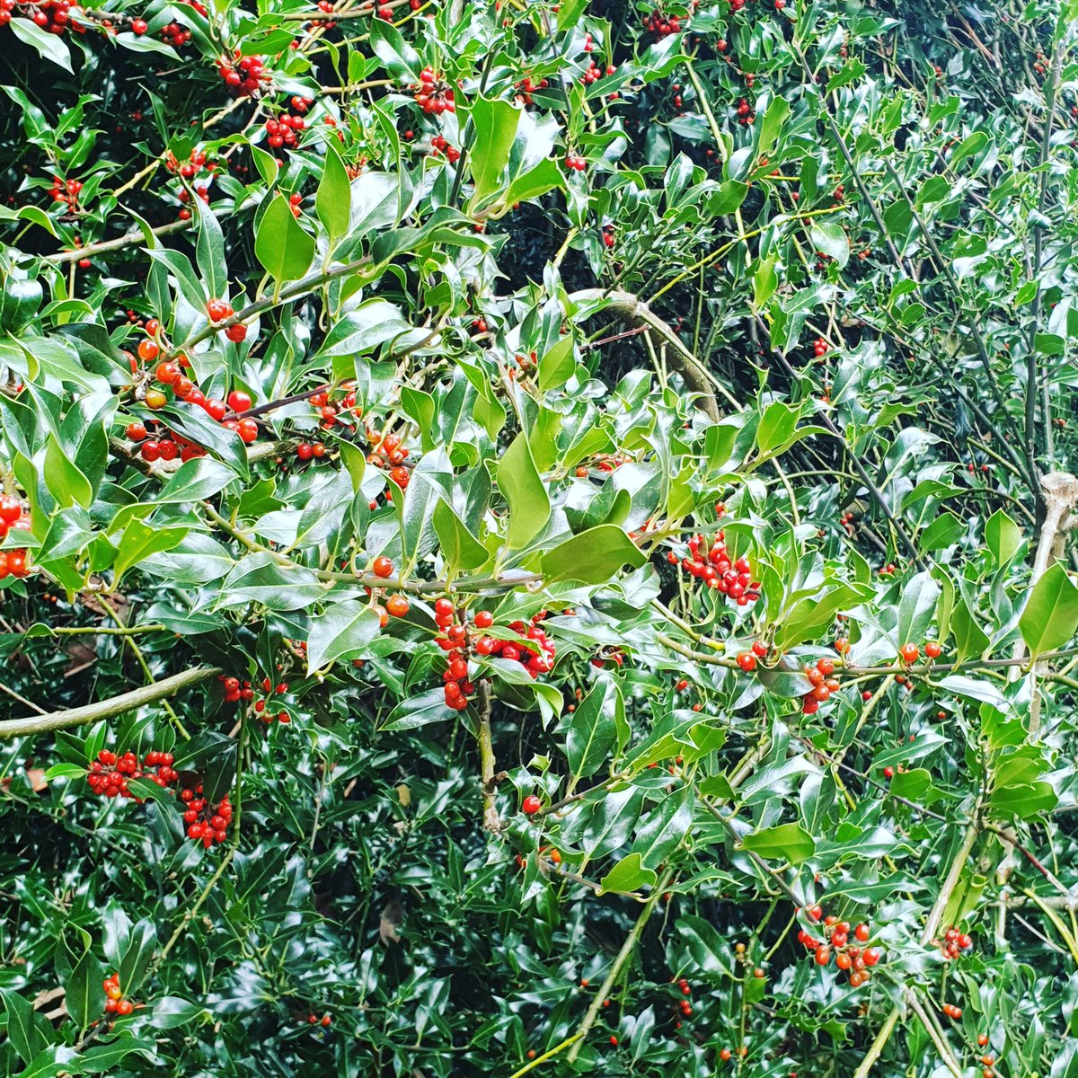 Oxford getting ready for Christmas. Holly tree, University Parks @UniofOxford @OxUniParks #photograph #nature #trees