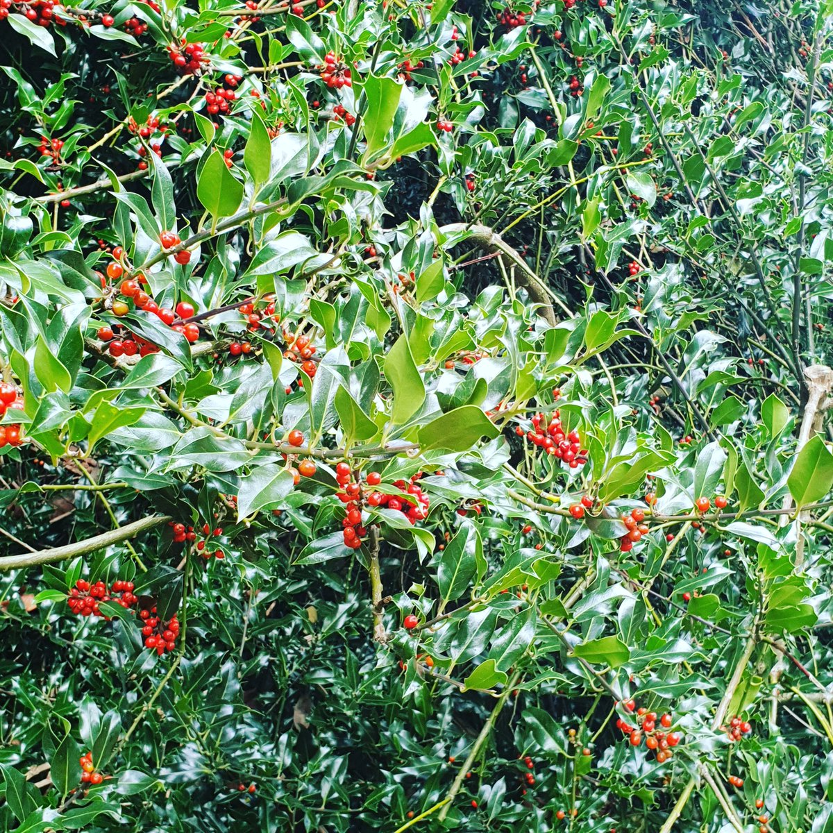 Maria-Danae Koukouti (@danaekoukouti) on Twitter photo Oxford getting ready for Christmas. Holly tree, University Parks <a href="/UniofOxford/">University of Oxford</a> <a href="/OxUniParks/">University Parks</a> #photograph #nature #trees Oxford getting ready for Christmas. Holly tree, University Parks <a href="/UniofOxford/">University of Oxford</a> <a href="/OxUniParks/">University Parks</a> #photograph #nature #trees