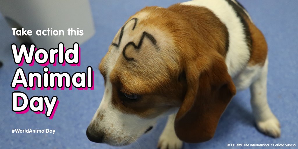 Support him this World Animal Day and sign to #EndAnimalTesting 📝. If you're a citizen of the EU show your support here ➡️ ➡️ bit.ly/39XcqTG #WorldAnimalDay #UseScienceNotAnimals