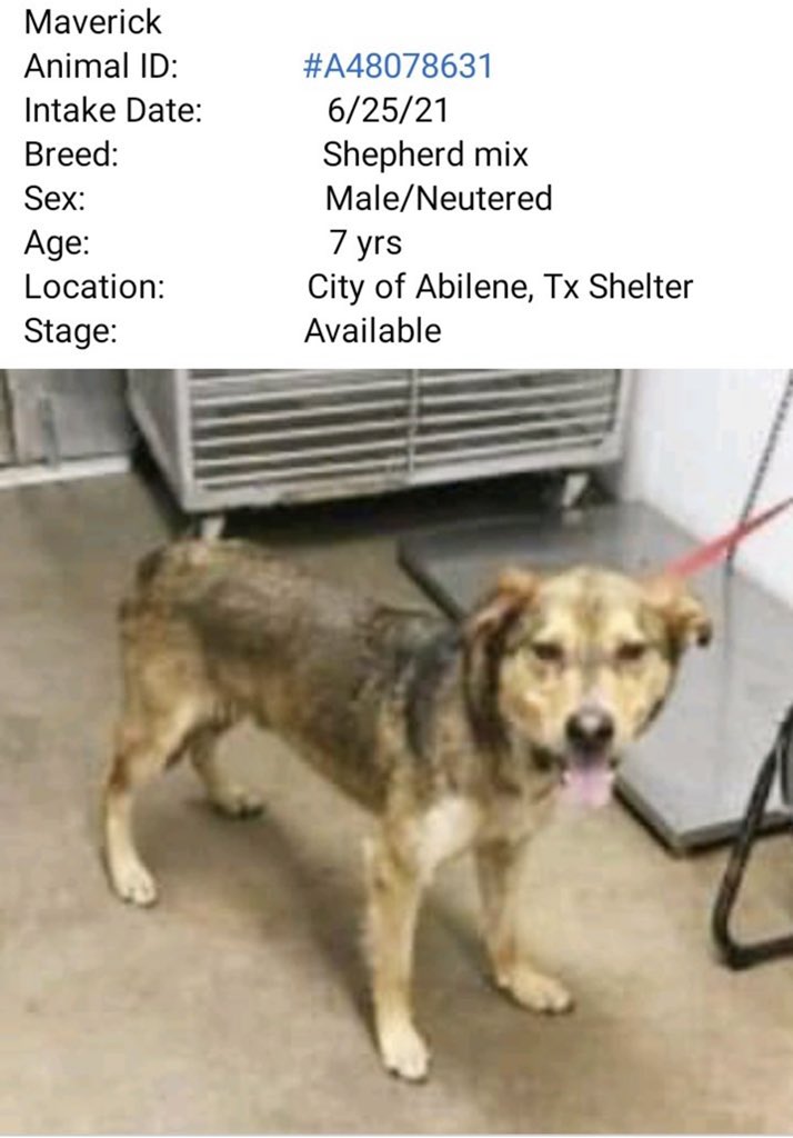 #TX #ABILENE
⚫️ ANOTHER DOG KILLED FOR NO REASON, WITHOUT WARNING at Abilene shelter! Maverick was 7yo &amp; had rescue but he was dead before they could tag-he was never made urgent or at risk! Shelter Director seems to prefer to euthanise than actually help these poor animals😭
