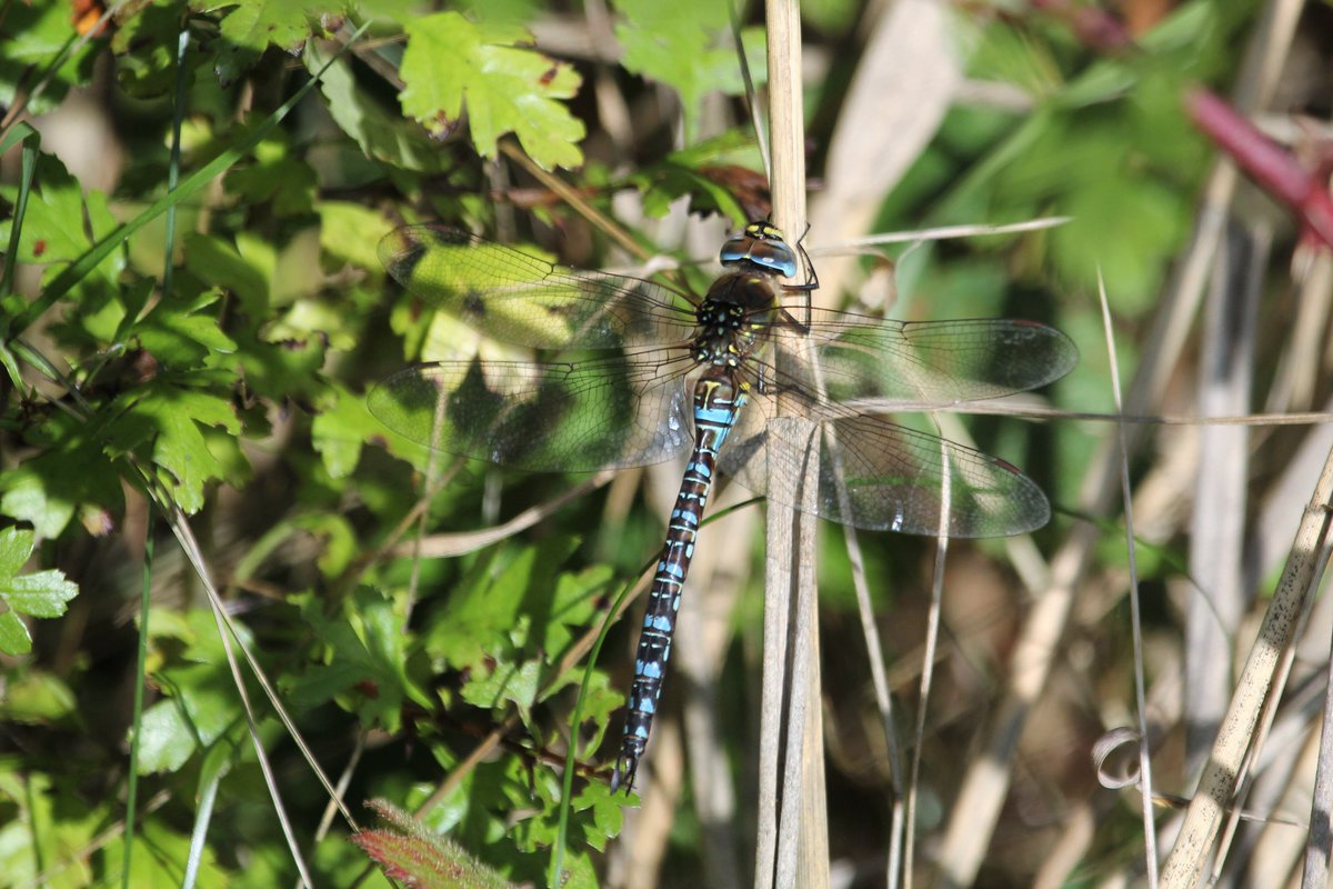 raptorwatcher's tweet photo. Had my 1st #Nature walk in 5 weeks due to illness at our local patch #MessinghamSands @LincsWildlife #NthLincs Highlights were #Hobby #Hornet #MigrantHawker #EmeraldDamselflies #LongtailedTits plus #CommonDarters #CommonFrog #Pochard #Gadwall #TuftedDuck #MuteSwan #Natureheals https://t.co/SldsTowisS