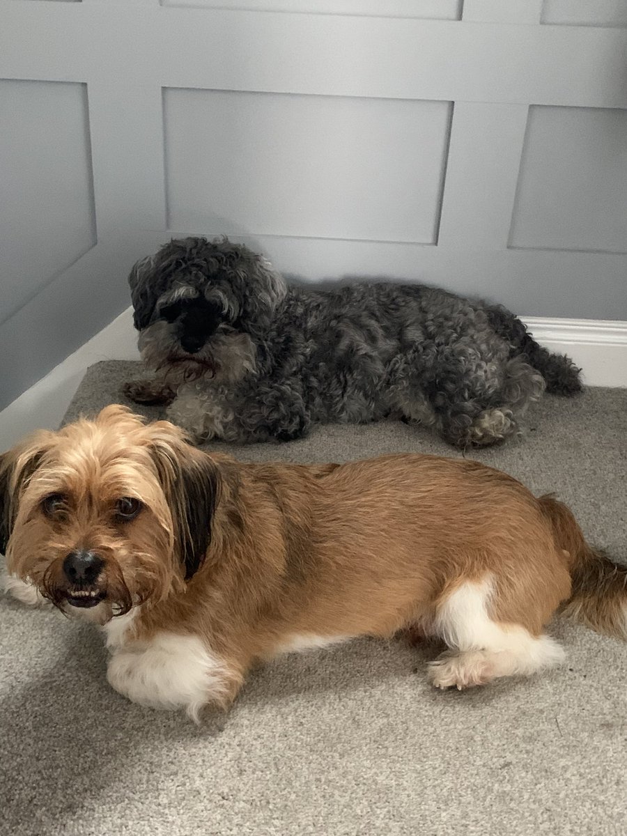 DiggityWalkers's tweet photo. Facebook and Instagram going down when we’re trying to get our socials up and running is just the best! Our CEPs are waiting patiently for the tech hoomans to get their act together #newbusiness #belfast #dogsoftwitter #socialmedia #walkies #hotdog https://t.co/wRsoNQHBJE