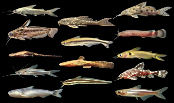 mtanichthys's tweet photo. I am looking for a Masters or PhD student to start Fall 2022 interested in studying fish evolution, including phylogenomics, trait evolution, diversification, or comparative genomics. Please contact me at miltont (at) illinois (dot) edu if interested! https://t.co/qwf4yKi7D1