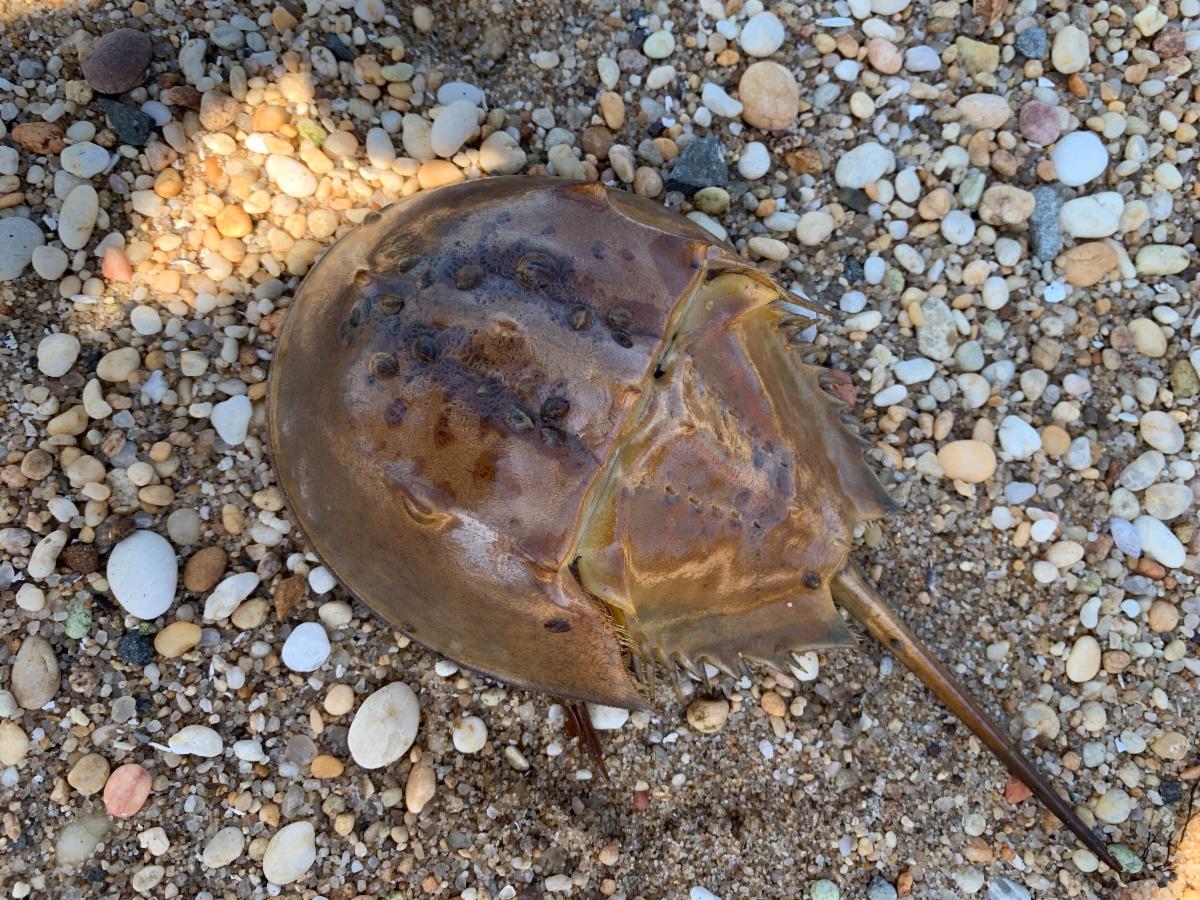 NJSeaGrant's tweet photo. Learn about #HorseshoeCrabs w/ #NJSGC #educators on 10/6 at 11AM as part of #OceanFunDays! Learn about the life of this "living fossil" during a 60-min webinar (suitable for all ages, esp grades K-8). Register by clicking here: https://t.co/v5vfuQ1Eve #OceanFunDays2021 #OFD2021 https://t.co/jqBJxHDaP5