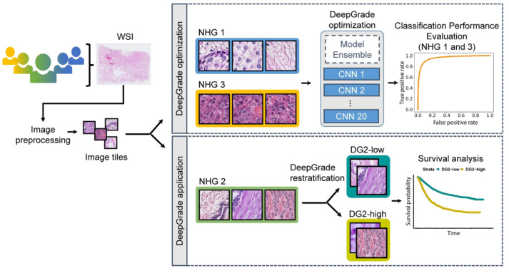 Grade 2 is the grey zone for treatment decisions in early #BreastCancer . Could the development of a model using deep learning allow an improved risk stratification?
Check out this #openaccess article in <a href="/Annals_Oncology/">Annals of Oncology</a>:
annalsofoncology.org/article/S0923-…
#bcsm <a href="/rantalainen/">Mattias Rantalainen</a> <a href="/ki_meb_biostat/">Biostatistics Group at MEB, Karolinska Institutet</a>