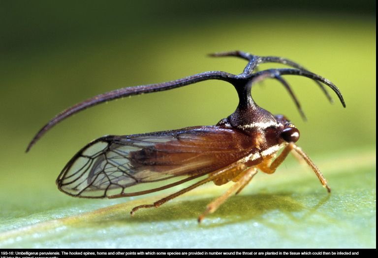 AiTrue1's tweet photo. 😳こんな生き物おるん?🙀
♡ #21 #Treehoppers #ツノゼミ 3種♥︎
Photos by Patric Landmann
https://t.co/ItSJO0Y2uv
☆ #22 #Violinmantis #バイオリンカマキリ★
Credit : NuwanChathuranga
https://t.co/nTLDtbdOTw https://t.co/lnE6LCUpkl
