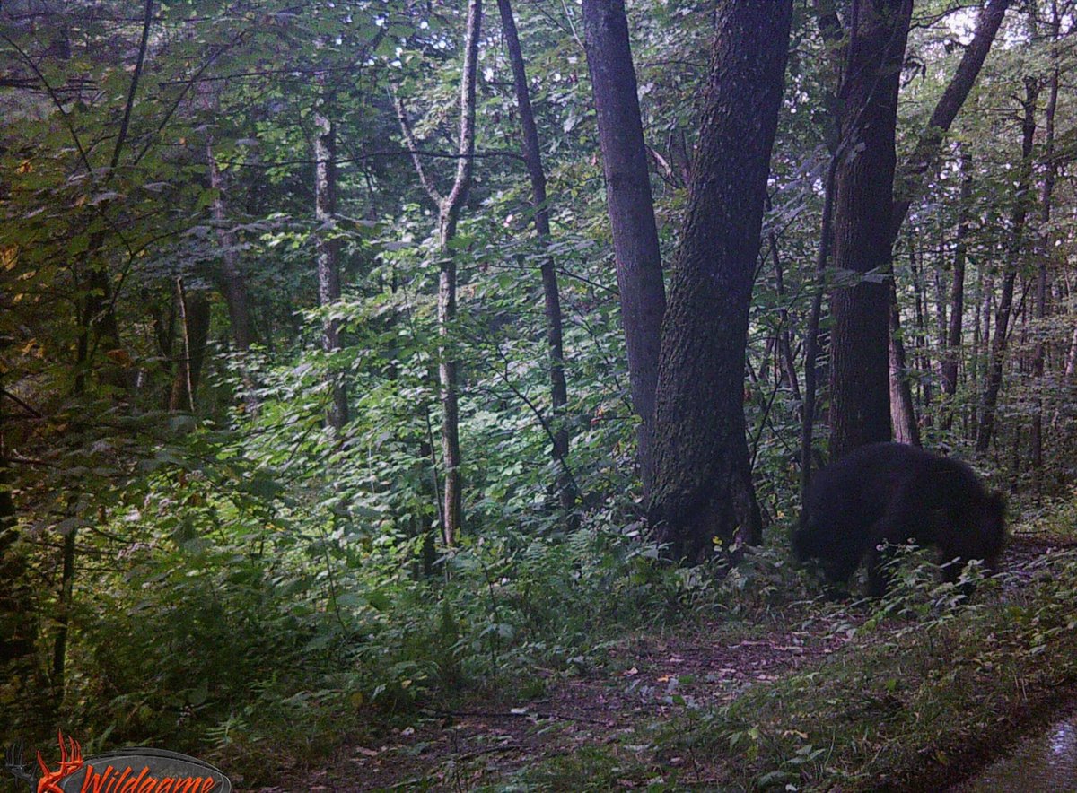 🐻🔥 Marinated bacon wrapped bear bites, cheeseburgers, steaks, and more, prepared well, will deliciously feed a family throughout the long winter and well into the new year. Our trail cameras are busy capturing a variety of species of wild game! Have you booked your hunt with us