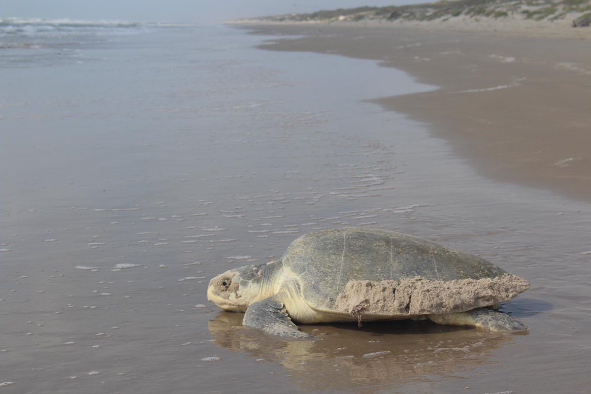 Ever been interested in a career with US Fish &amp; Wildlife? Head to <a href="/n8ture_al/">Al_Troutman M.Sc.</a> page &amp; ask him questions! Drop a 🐢 if you love turts!
📸 cred: <a href="/n8ture_al/">Al_Troutman M.Sc.</a> 
#MemberMonday #BIMS #BlackInMarineScience #BIMSWeek #BlackInMarineScienceWeek #Fish #Wildlife #USFishAndWildlife #ParkRanger