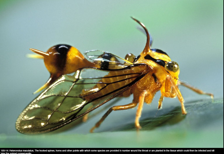 AiTrue1's tweet photo. 😳こんな生き物おるん?🙀
♡ #21 #Treehoppers #ツノゼミ 3種♥︎
Photos by Patric Landmann
https://t.co/ItSJO0Y2uv
☆ #22 #Violinmantis #バイオリンカマキリ★
Credit : NuwanChathuranga
https://t.co/nTLDtbdOTw https://t.co/lnE6LCUpkl