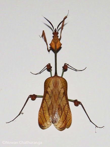 AiTrue1's tweet photo. 😳こんな生き物おるん?🙀
♡ #21 #Treehoppers #ツノゼミ 3種♥︎
Photos by Patric Landmann
https://t.co/ItSJO0Y2uv
☆ #22 #Violinmantis #バイオリンカマキリ★
Credit : NuwanChathuranga
https://t.co/nTLDtbdOTw https://t.co/lnE6LCUpkl