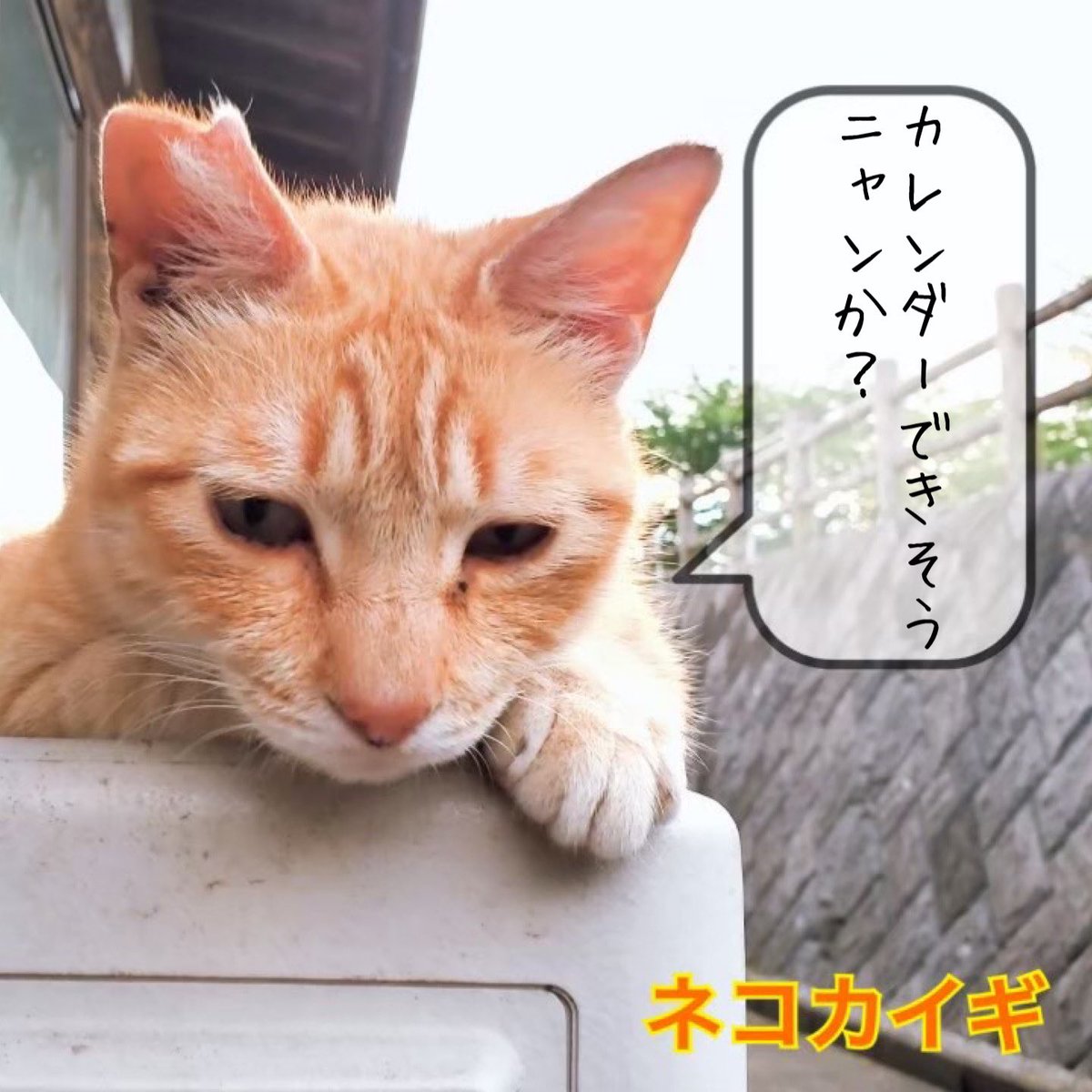nekokaigi0411's tweet photo. 「見つかっちゃったニャン」
#ねこ好きさんと繋がりたい
#ネコ部 #猫 #いやしねこ
#ねこのいる暮らし
#ねこ写真
#野良猫 #地域猫
#かわいい
#cat #catlife #catlover
#communallyownedcat
#catfreak #lifewithcats
#catsmeeting
#meow #meowlife
#ネコカイギ https://t.co/5wB1YanfoK