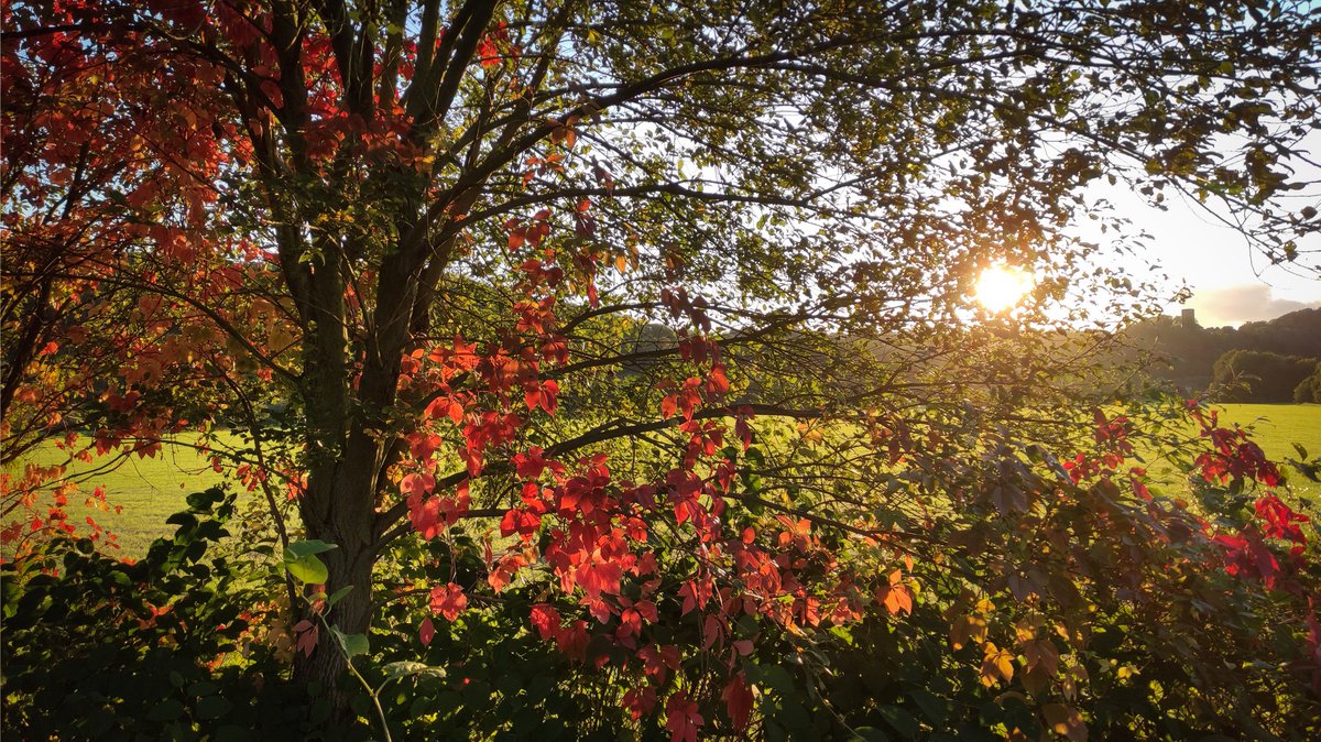 StephKotalla's tweet photo. Da ist man ein paar Stunden in Funkloch und schwupps #facebookdown und dann noch dieses #Durchstechen Dings. Hier was SCHÖNES von heute :) https://t.co/tdDjJihkQ6