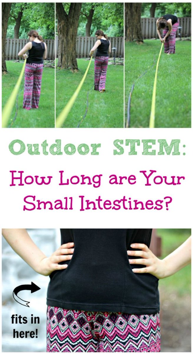 KCEdventures's tweet image. Outdoor STEM: How Long are Your Small Intestines?

kcedventures.com/blog/outdoor-s…
#STEM #smallintestines #kidsactivities