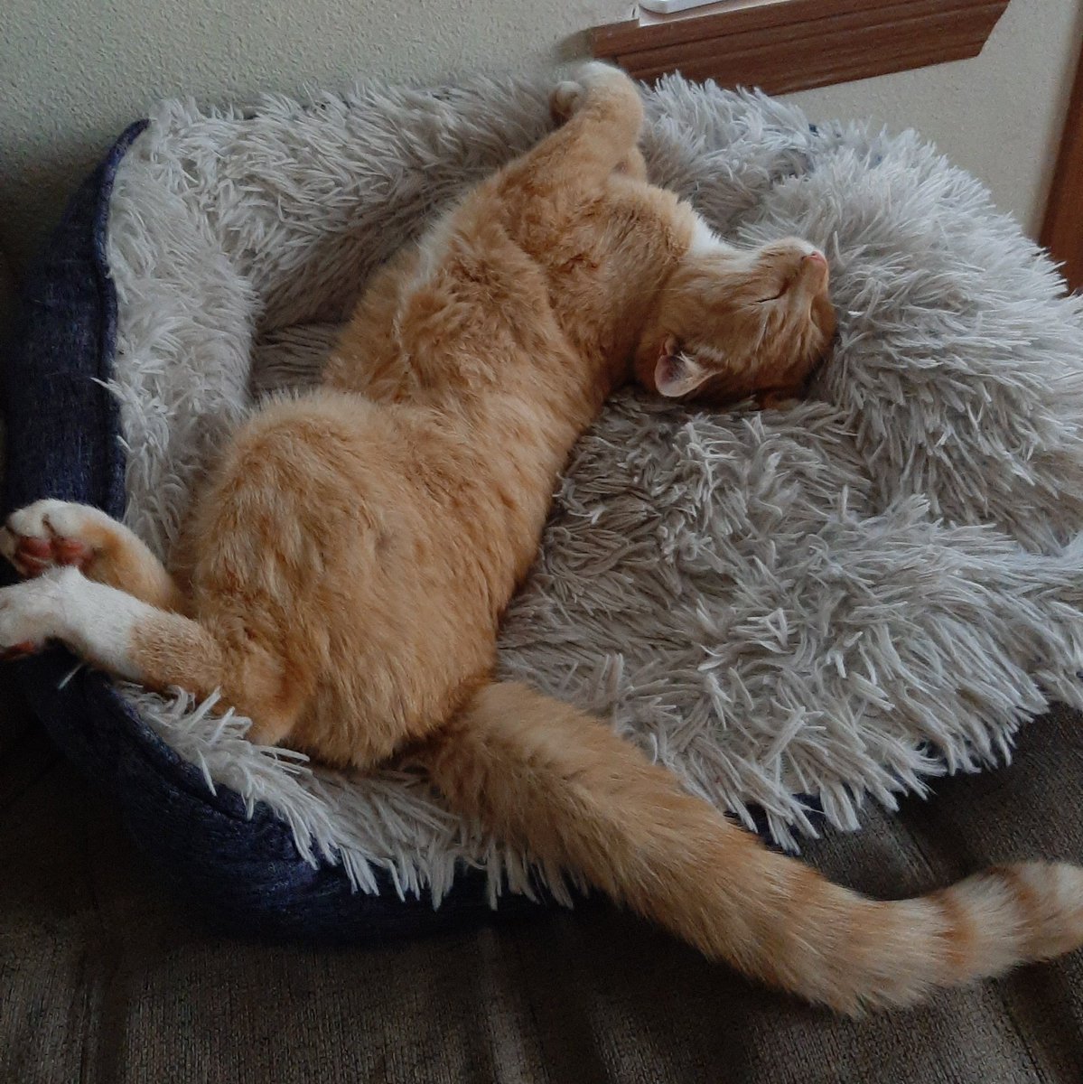 AkaOrangejuice's tweet photo. Living the hard life... takin a break from my #Hedgewatch today.
#gingercatsrule #catnap #CatsOfTwitter #lazycat #sleep #passedout #dontmesswithme #cat #cats #kitten #kittens #oregon #pdx #weatherblues #grayday #snuggles #stretching #comfortable #motivation #lifeofacat #πΊ https://t.co/Jyw4LlGYwZ