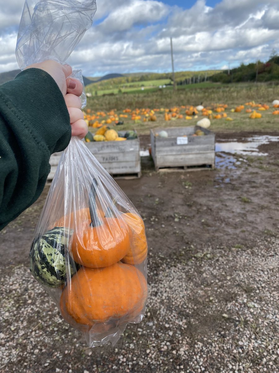 Faisg air Màbu an-diugh - brònach a bhith air ais ann an Halafacs a-nisd ach tha peapagan agam 😭🎃