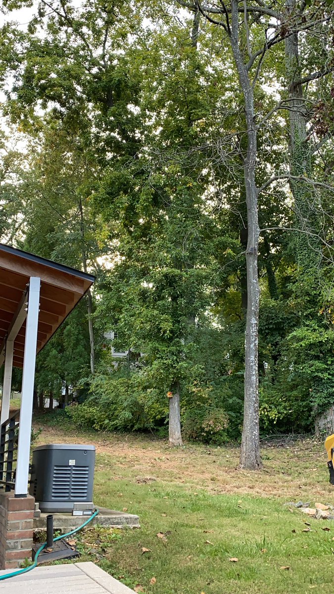 yskalins's tweet photo. @MontgomeryParks can you please remove the dead tree before it falls on someone?! I’ve submitted a request about it more than six months ago. We have children playing in this cul-de-sac daily. https://t.co/DveXmFBpvF