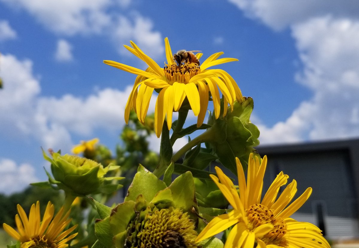 NatureAsMeasure's tweet photo. Bees💛 #silflower! Not only can oil be pressed from the seeds, but this #perennialgrain crop attracts a wide variety of #pollinators, especially native bees &amp; honeybees (who make some tasty honey, too.) #silphium https://t.co/IrgRsDdq5j