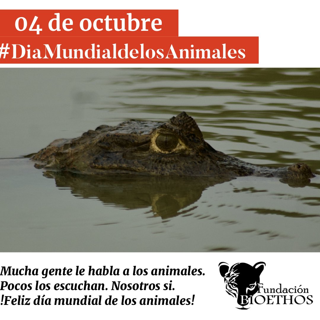 bioethoscol's tweet photo. 04 de octubre #diamundialdelosanimales . Mucha gente le habla a los animales. Pocos los escuchan. Nosotros si. !Feliz día mundial de los animales! #bioethos #worldanimalday #caiman https://t.co/RVasEIssJO