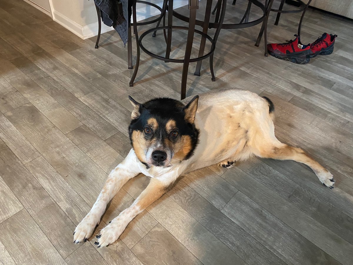 _sincerelyXXI's tweet photo. How my dog went into @PetSmart in Conyers, GA vs. how he came back out. Mind you I told them to shave him down lightly and NOT skinned. Then they botched his hair cut, he still has blotches of hair that was not cut properly. https://t.co/vxmziHrU9K