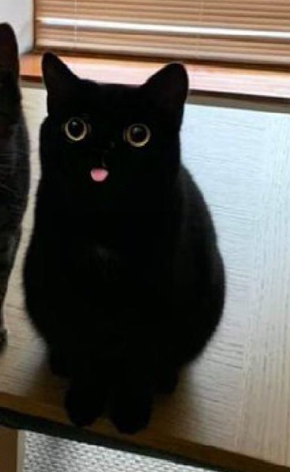 bib 🐥☕️ now on VGen! (@kapebeansies) on Twitter photo 