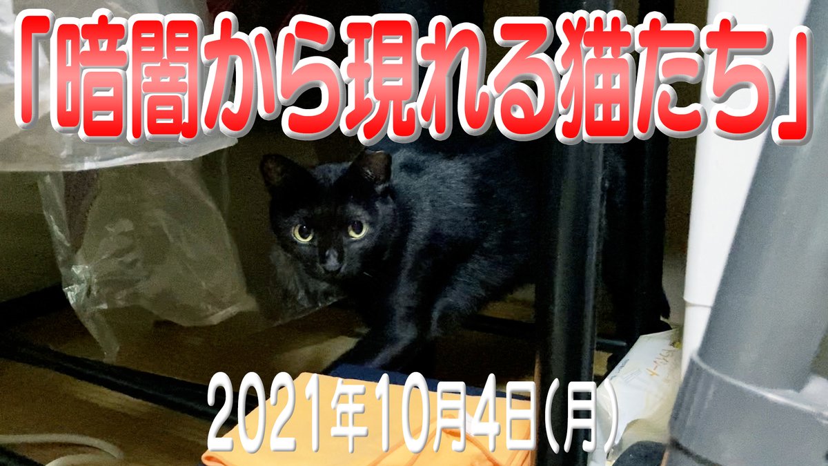 Top Tweets For ネコ動画 On Twitter Twstalker