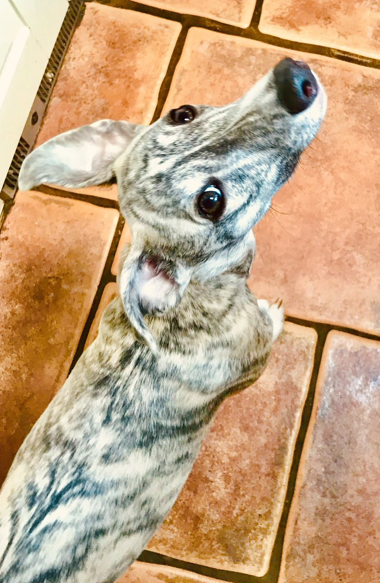 I don’t think I’ve introduced Harry on here, he’s now 6 months old #whippet